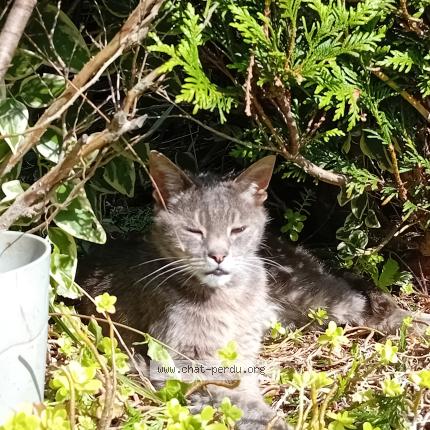 Foto 1/1 Mineth Chat perdido en Roscoff