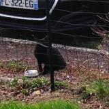 Foto de gato encontrado en Mayenne