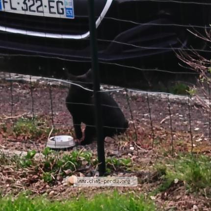 Foto 1/1 Gato encontrado Encontrado en Mayenne