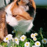 Foto del gato perdido en Plevenon