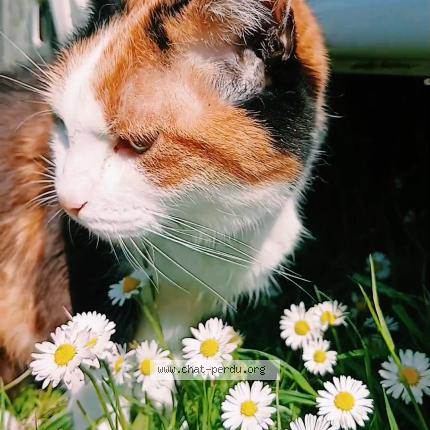 Foto 1/1 aidi Chat perdido en Plevenon