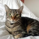 Foto del gato perdido en Lyon