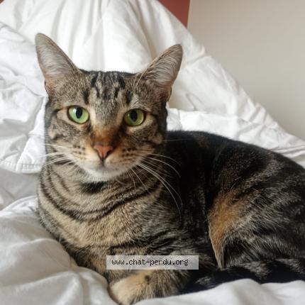 Foto 1/1 Mina Chat perdido en Lyon