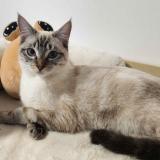 Foto del gato perdido en Nantes