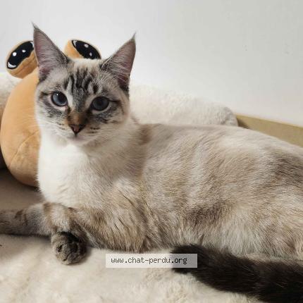 Foto 1/1 Yoshi Chat perdido en Nantes