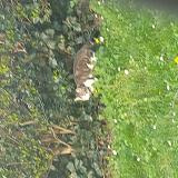 Foto de gato encontrado en Joinville Le Pont