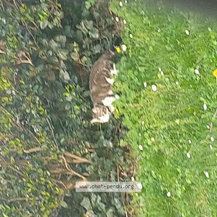 Foto 1/1 Gato encontrado Encontrado en Joinville le pont