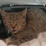 Foto de gato encontrado en Sannois