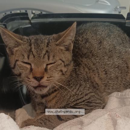 Foto 1/1 Gato encontrado Encontrado en Sannois