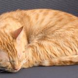 Foto del gato perdido en Bordeaux