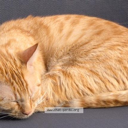 Foto 1/1 Vice Chat perdido en Bordeaux