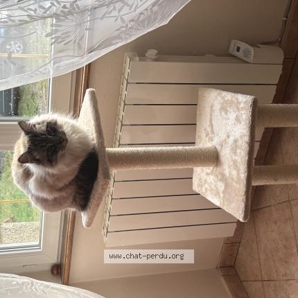 Foto 1/1 Blanchette Chat perdido en Argouges