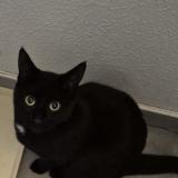 Foto del gato perdido en Toulouse