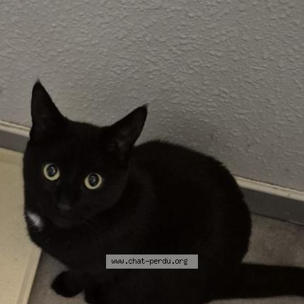 Foto 1/1 Tina Chat perdido en Toulouse