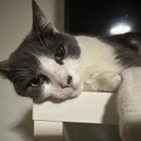 Foto del gato perdido en Loos