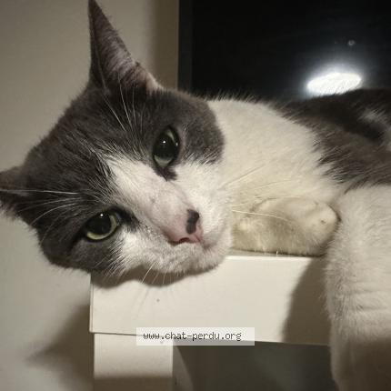 Foto 1/1 Sacha Chat perdido en Loos