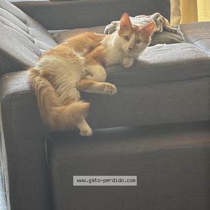 Foto 1/1 Wawoncito Chat perdido en Santiago