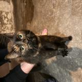 Foto de gato encontrado en Vertaizon