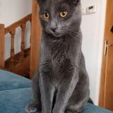 Foto del gato perdido en Bains Les Bains