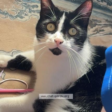 Foto 1/1 Kuma Chat perdido en Rochefort