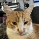 Foto del gato perdido en Plauzat