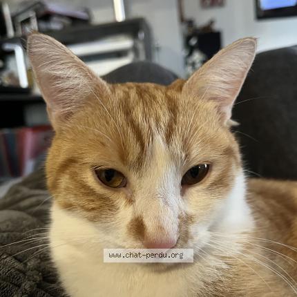 Foto 1/1 Bud Chat perdido en Plauzat