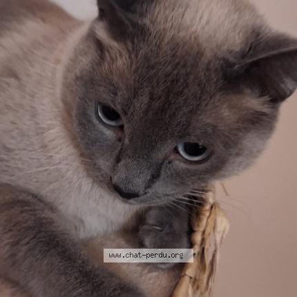 Foto 1/1 Tokyo Chat perdido en Arpajon