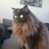 Foto del gato perdido en Montreal