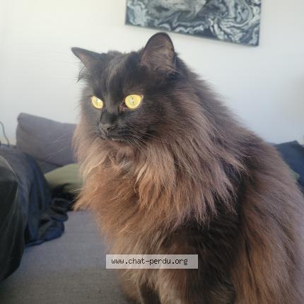 Foto 1/1 Kraken Chat perdido en Montreal