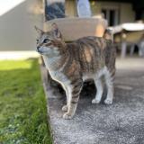 Foto del gato perdido en Cherac