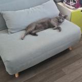 Foto del gato perdido en Saint Germain En Laye