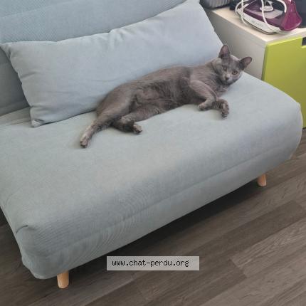 Foto 1/1 Mirou Chat perdido en Saint germain en laye