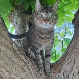 Foto del gato perdido en Taillecavat