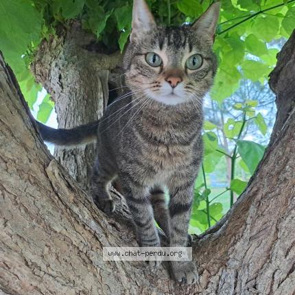 Foto 1/1 Louise Chat perdido en Taillecavat