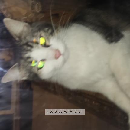 Foto 1/1 Gato encontrado Encontrado en Cercoux