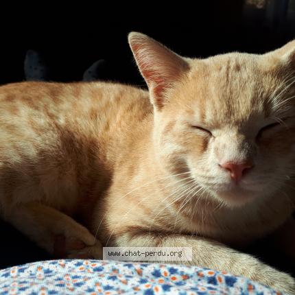 Foto 1/1 Kopi Chat perdido en Louvie juzon