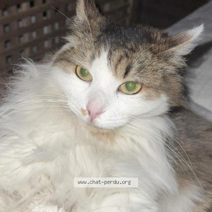 Foto 1/1 Bulma Chat perdido en Vaulx en velin