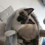 Foto del gato perdido en Saint Gengoux De Scisse