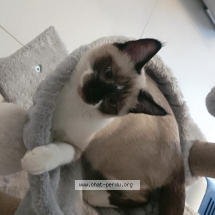 Foto 1/1 Vanina Chat perdido en Saint gengoux de scisse