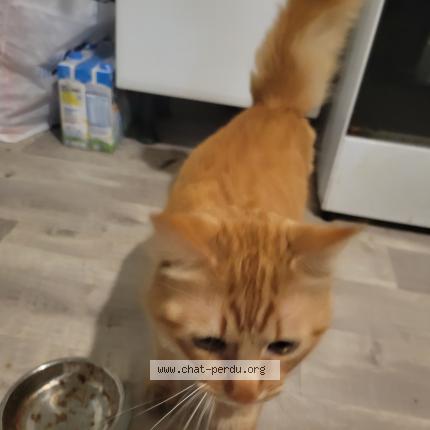 Foto 1/1 Gato encontrado Encontrado en Metz