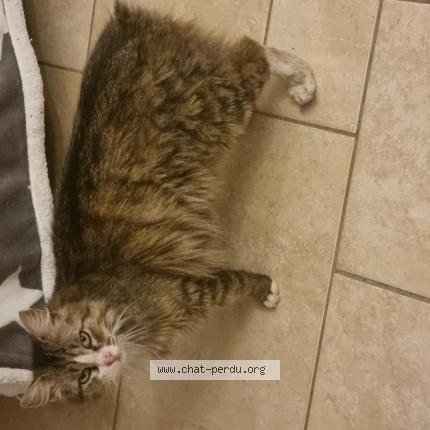 Foto 1/1 Gato encontrado Encontrado en Cavignac