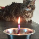 Foto del gato perdido en Tonneins