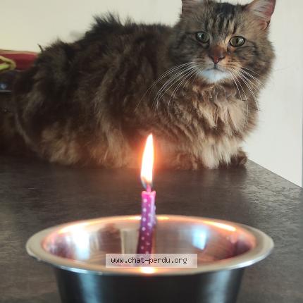 Foto 1/1 Fourkane Hassan Chat perdido en Tonneins