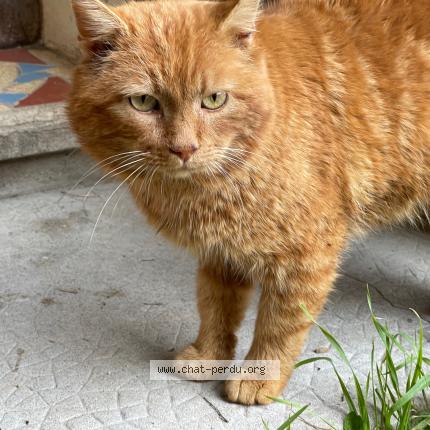 Foto 1/1 Gato encontrado Encontrado en Neulise