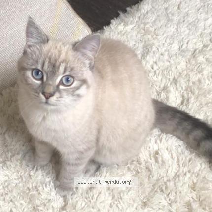 Foto 1/1 Lola Chat perdido en Orleans