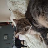 Foto del gato perdido en Savigneux