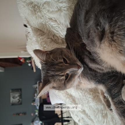 Foto 1/1 Brownie Chat perdido en Savigneux