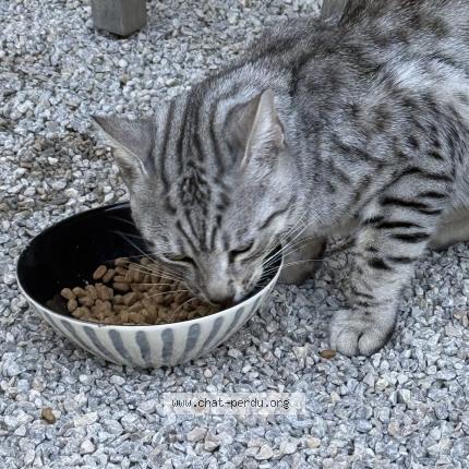Foto 1/1 Gato encontrado Encontrado en Bormes les mimosas