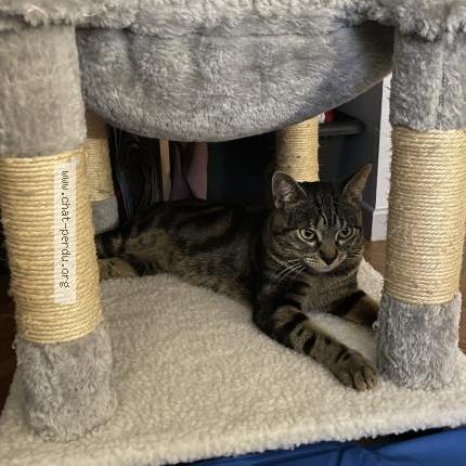 Foto 1/1 Billy Chat perdido en Le plessis belleville