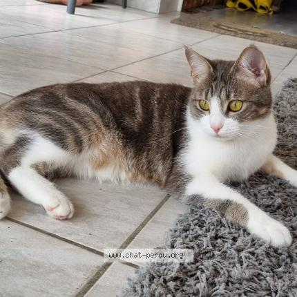 Foto 1/1 Th&eacute;mis Chat perdido en Veyre monton